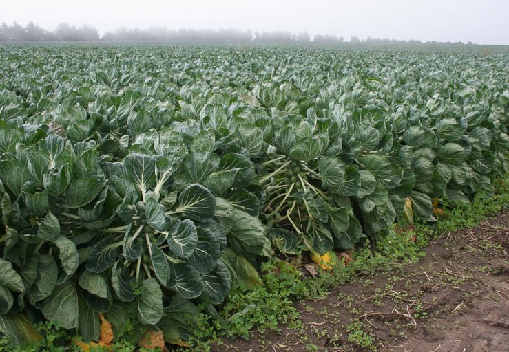 کلم تکمه ای - معرفی سبزی جات برگی